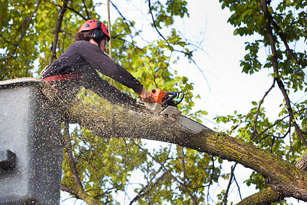 Reliable Brook Park, OH Tree Care Solutions